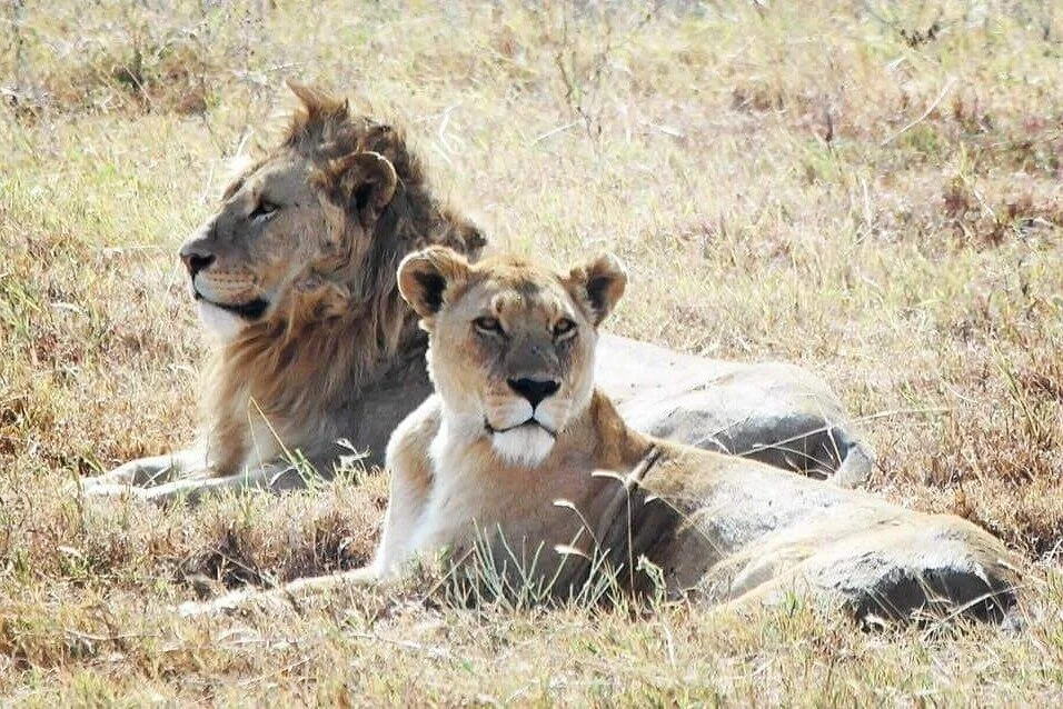 Serengeti and Ngorongoro crater