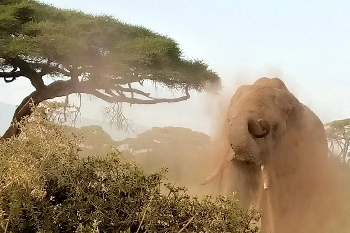 Grands Espaces Safaris