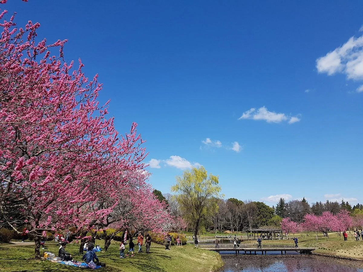 Koga Peach Matsuri