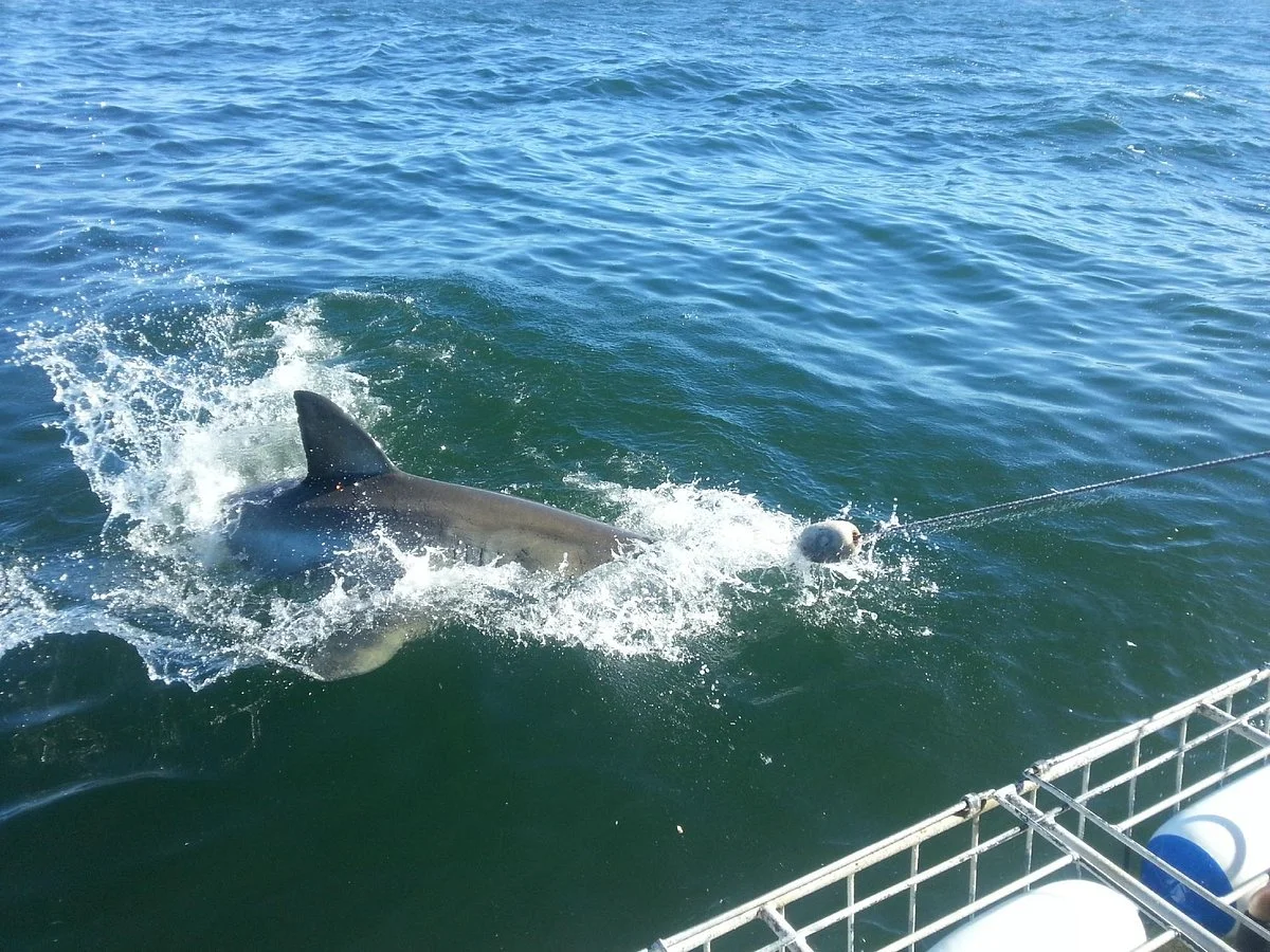 Shark Cage Diving South Africa