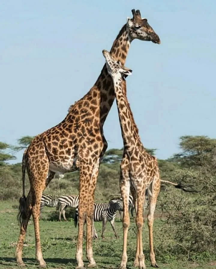 Africa Endless Cruising Safaris and Holiday