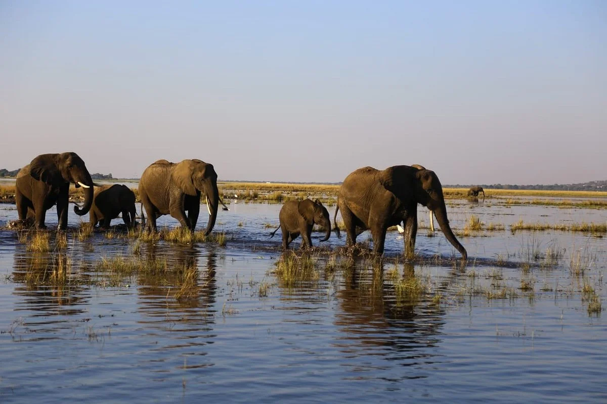 African Bush Lovers Travel & Tours Safaris