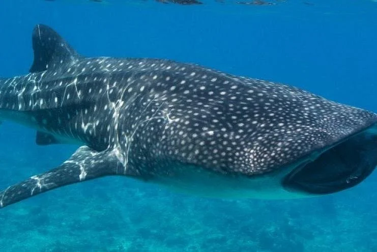 Dive Explorer Seychelles