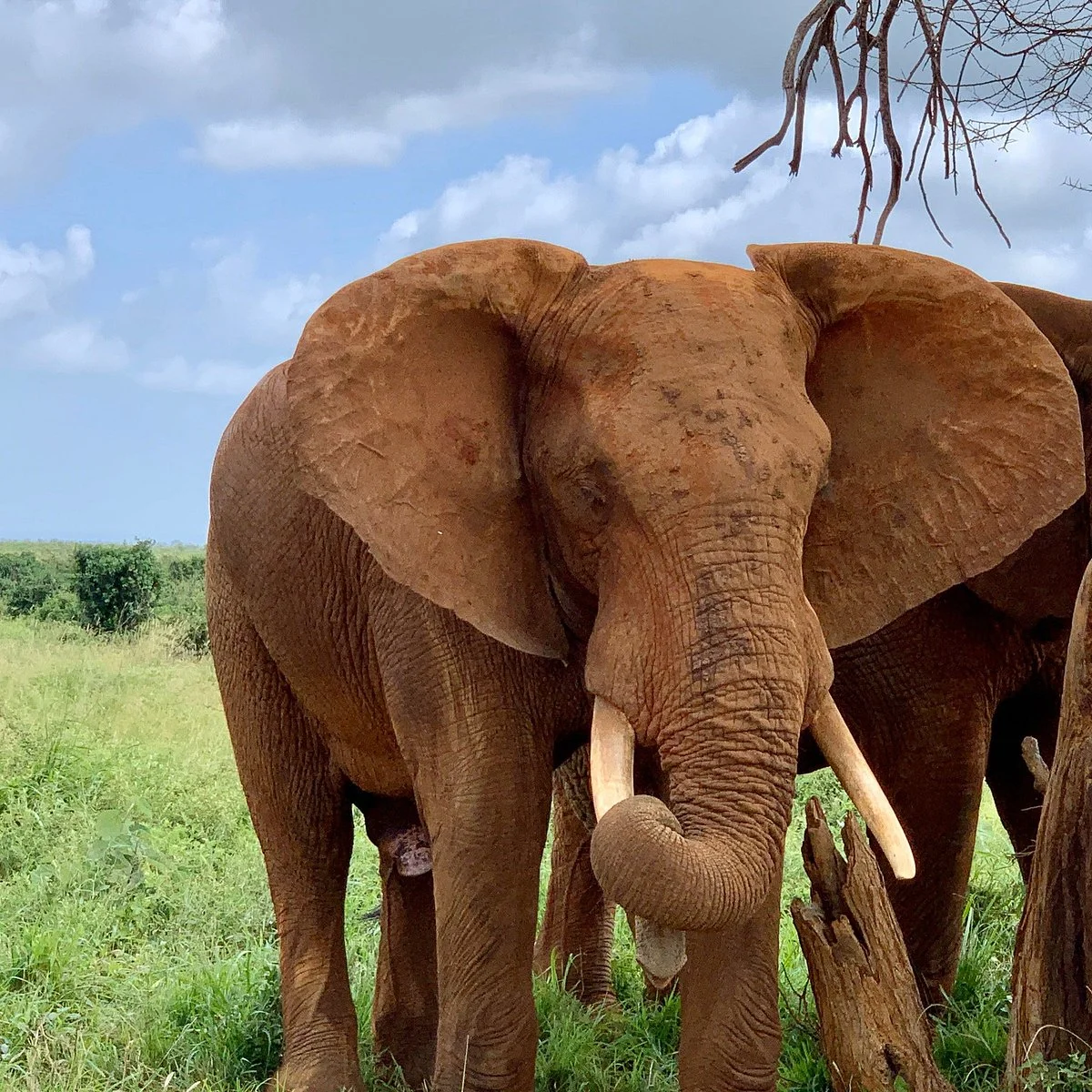 Julius Junior Safaris - Private Day Tours