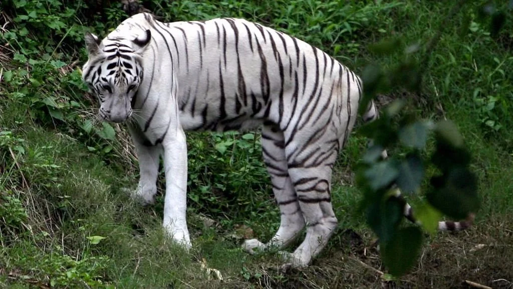 Kolkata Zoo & Zoological Garden