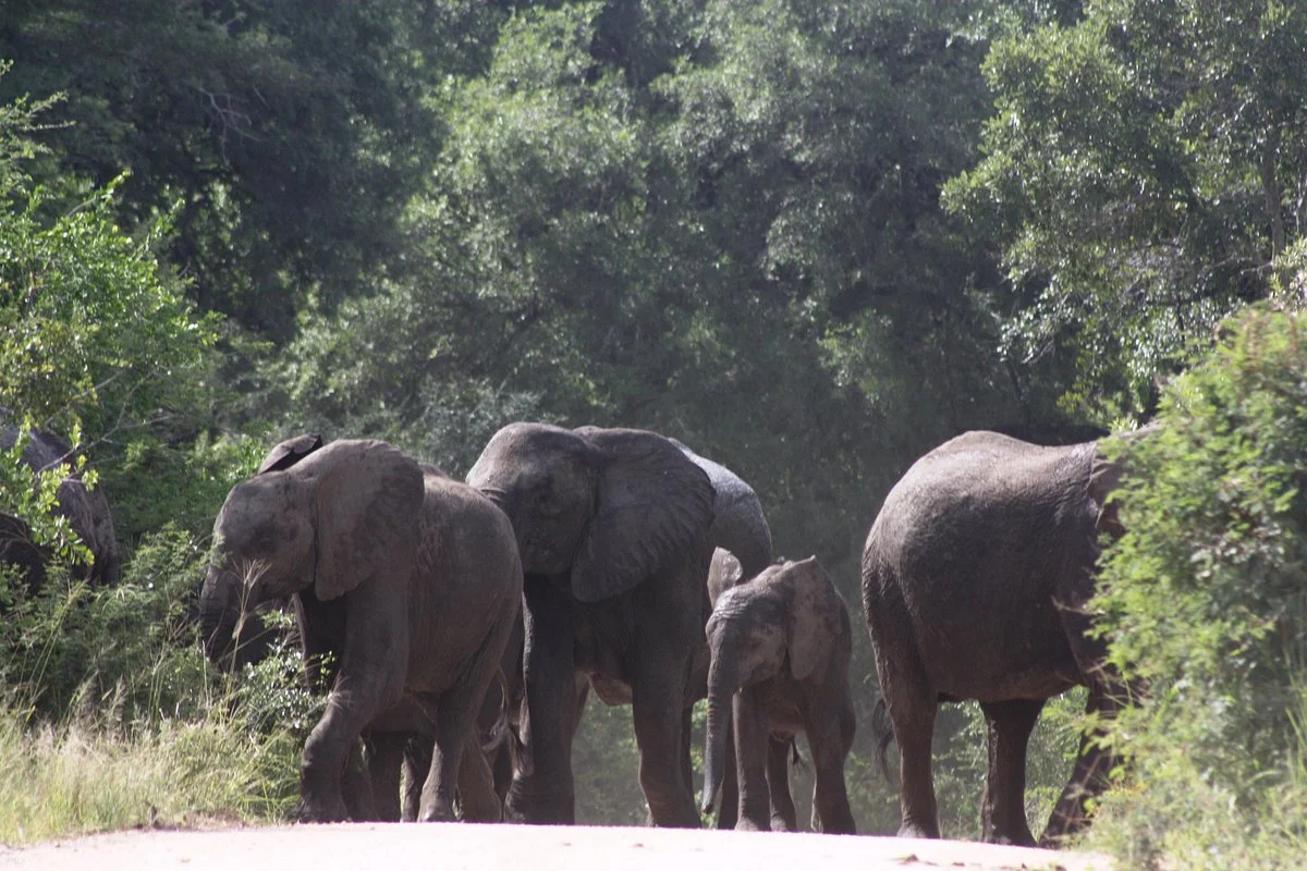 Flight of the Eagle Safaris & Tours