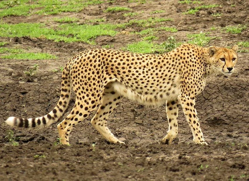 Tanzania Adventure