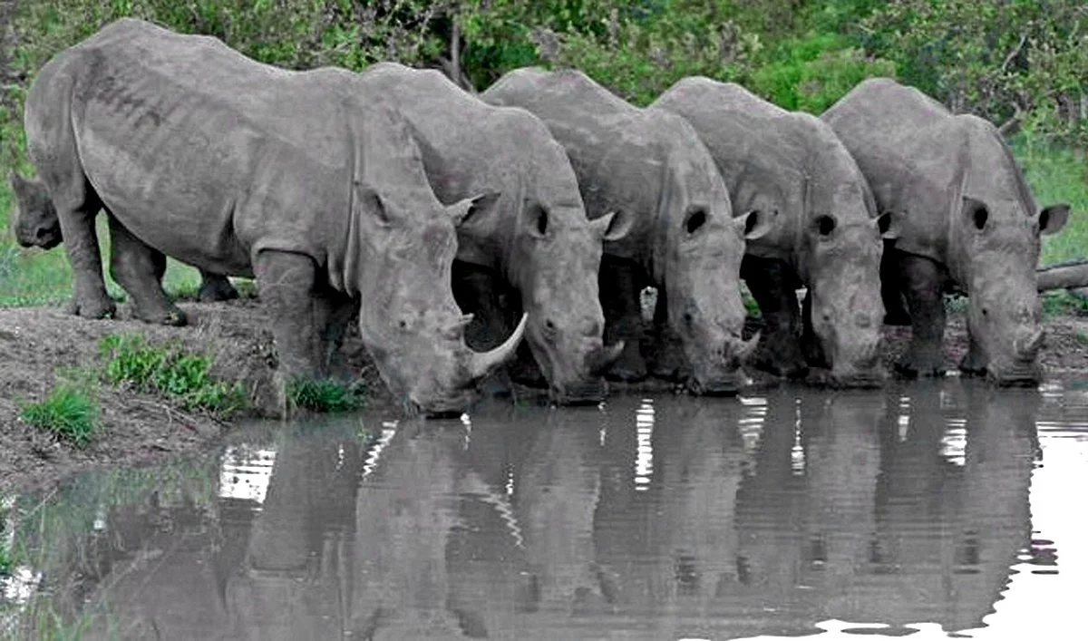 Safari4Africa