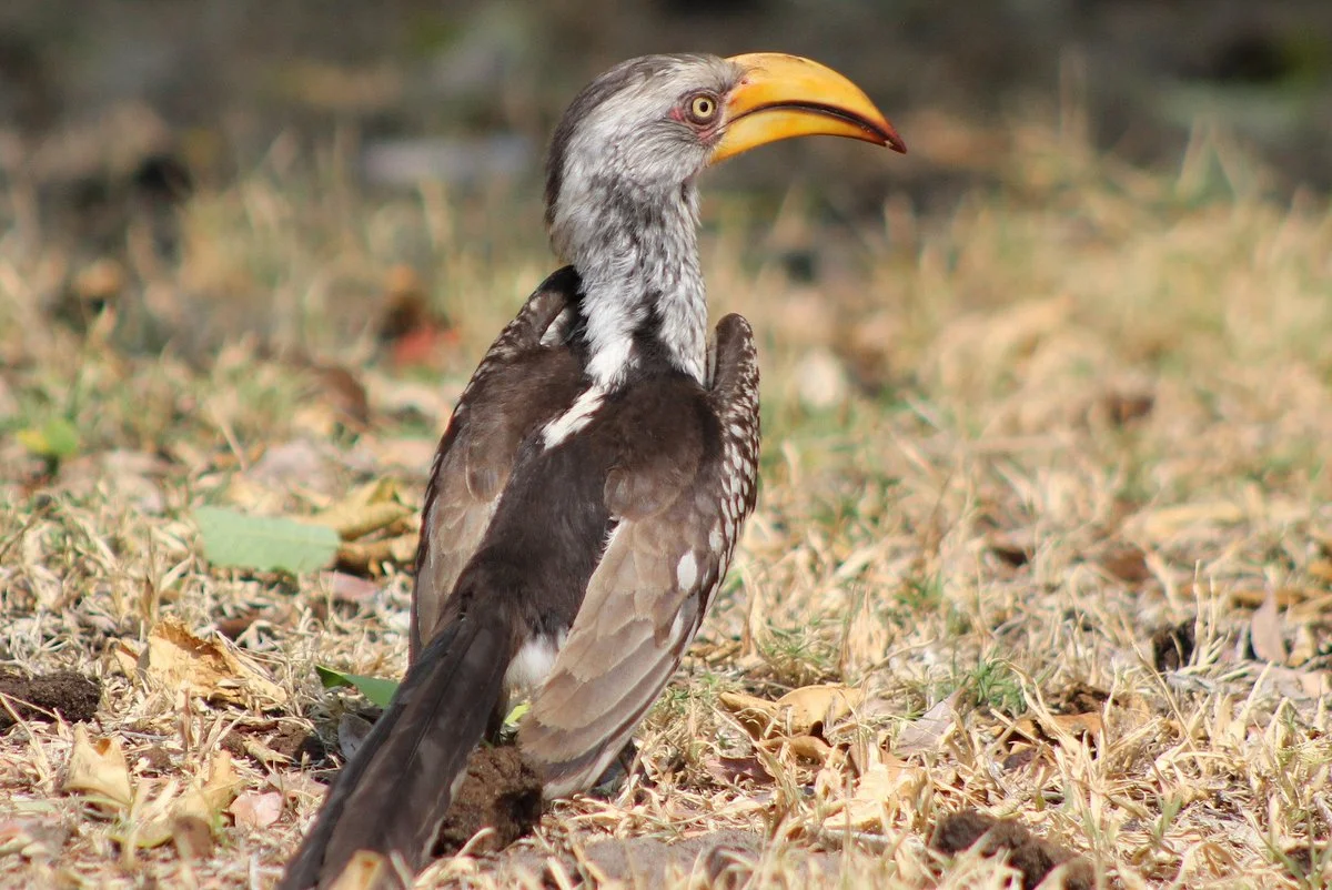 Caprivi Adventures