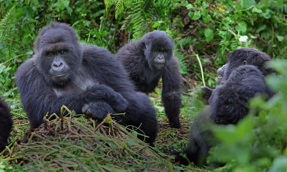 Gorilla Adventure Tours