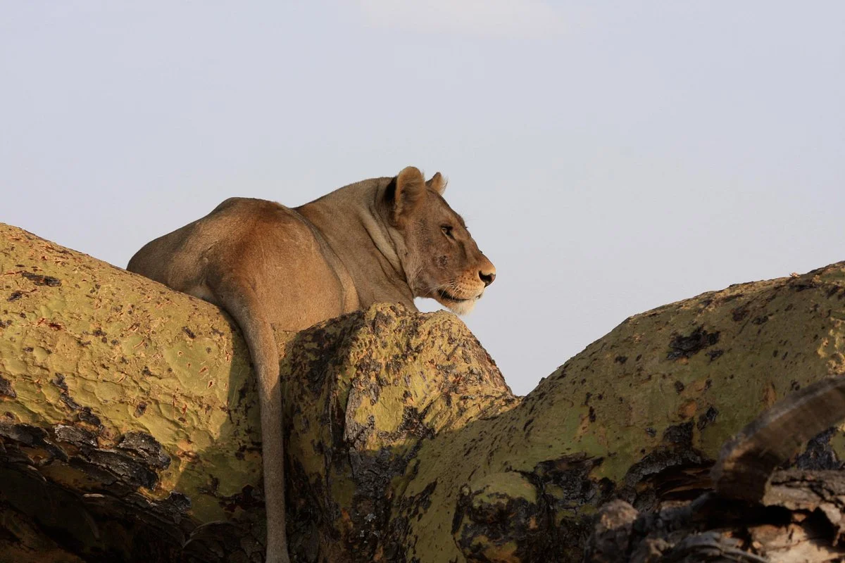 Joash Africa Wilderness Insight Limited
