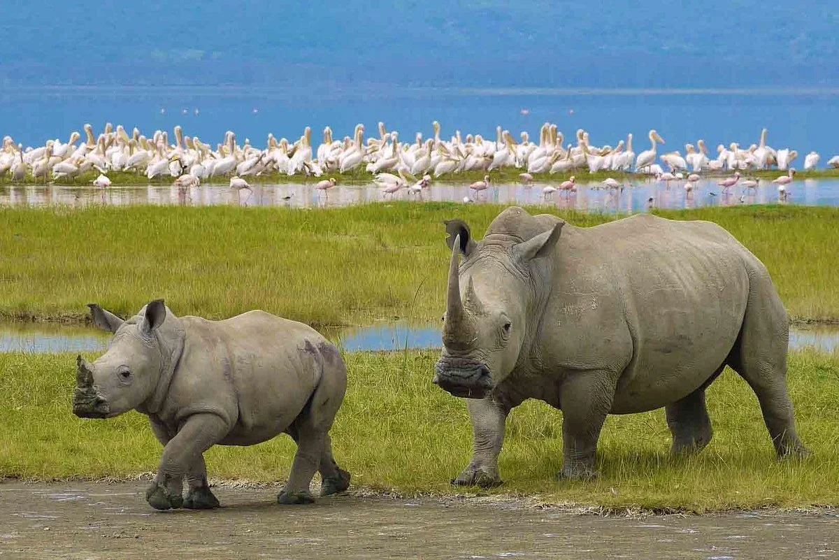 Kim'zebra Adventures and Safaris Limited