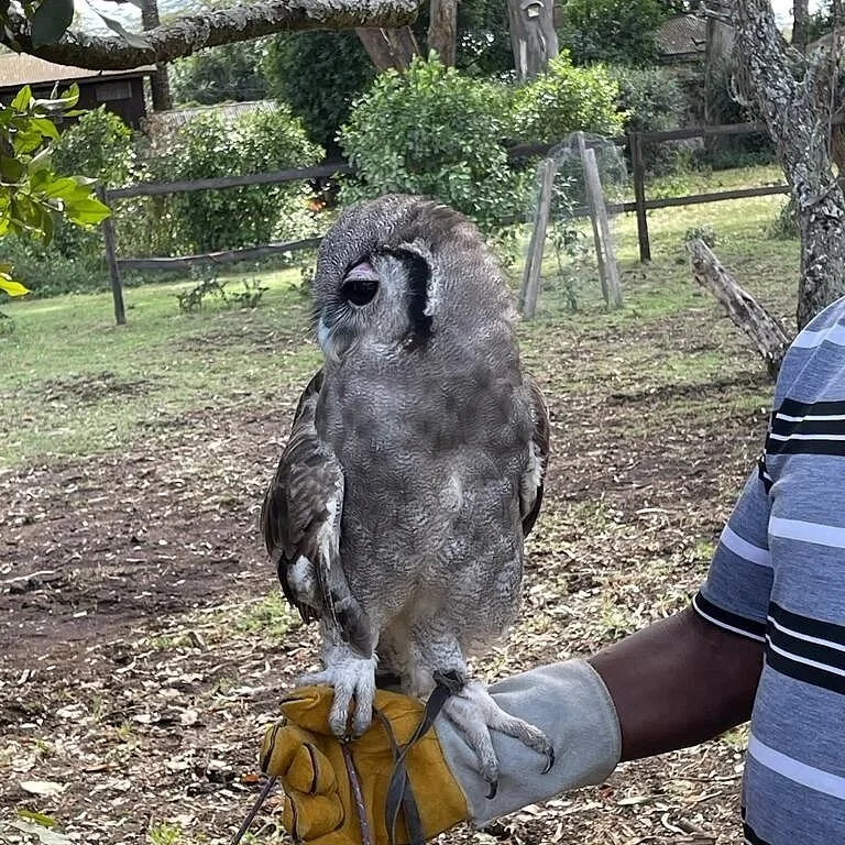 The Naivasha Raptor Centre