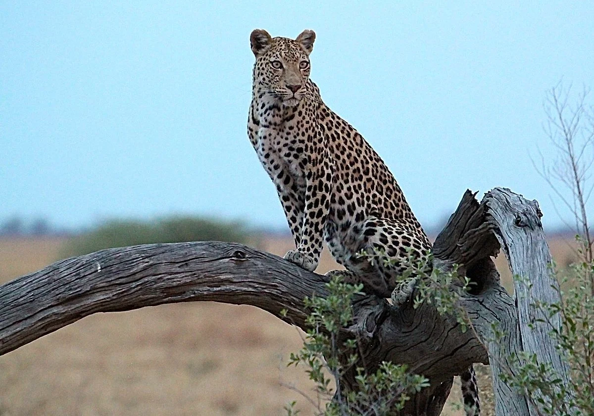 Bush Calls Safaris