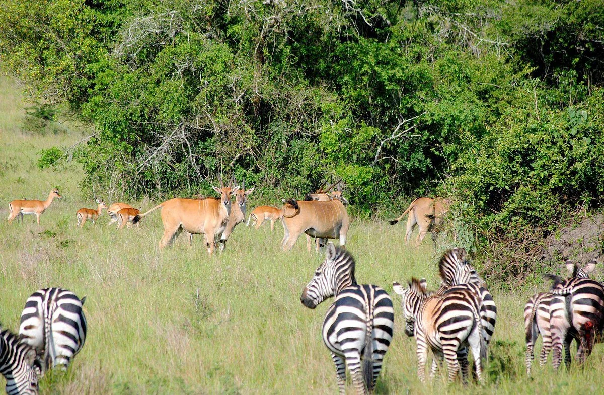 Home Rwanda Safaris