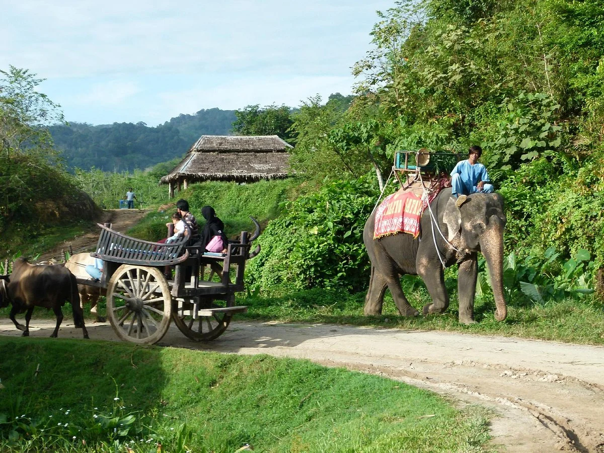 Island Safari