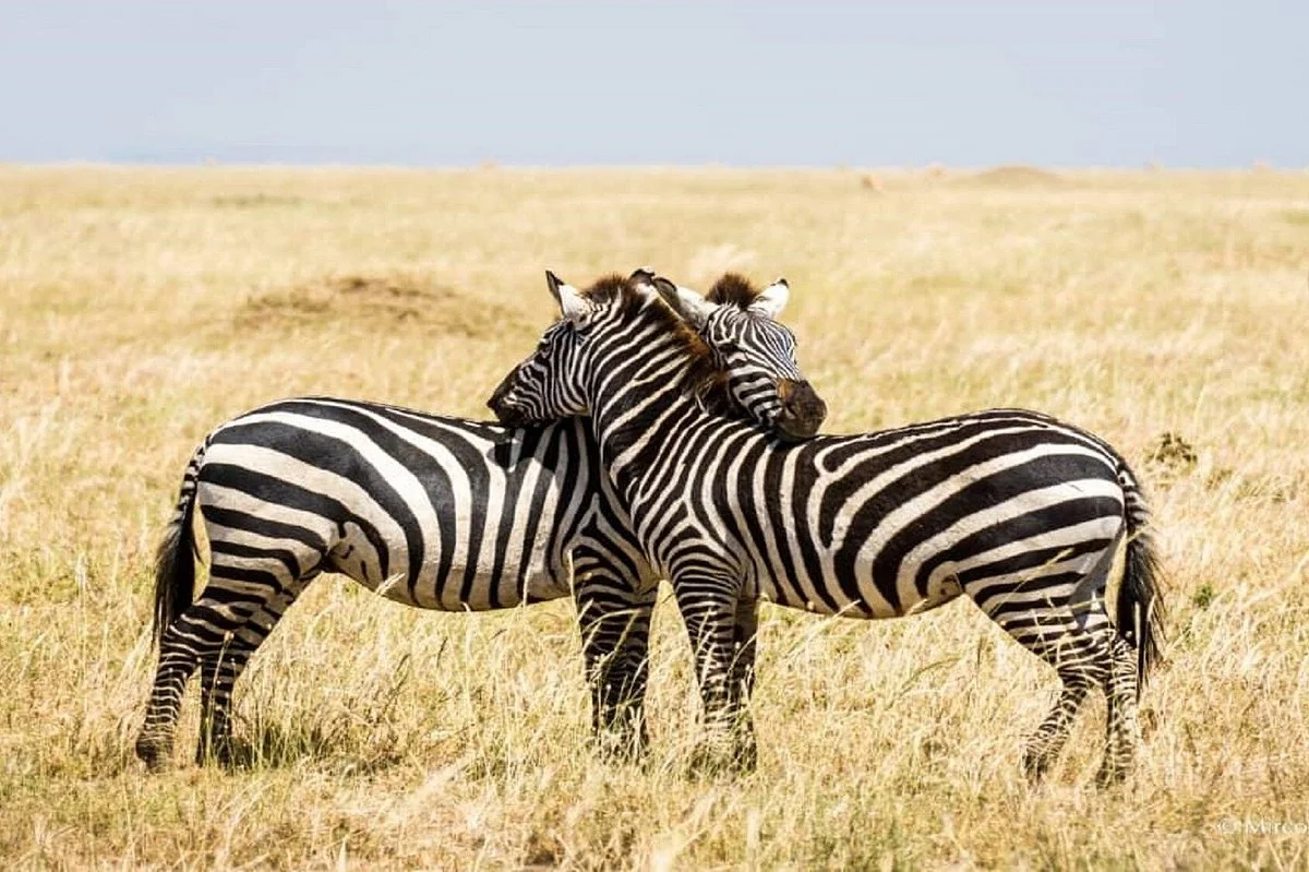 A TO ZEBRA EXPERIENCE