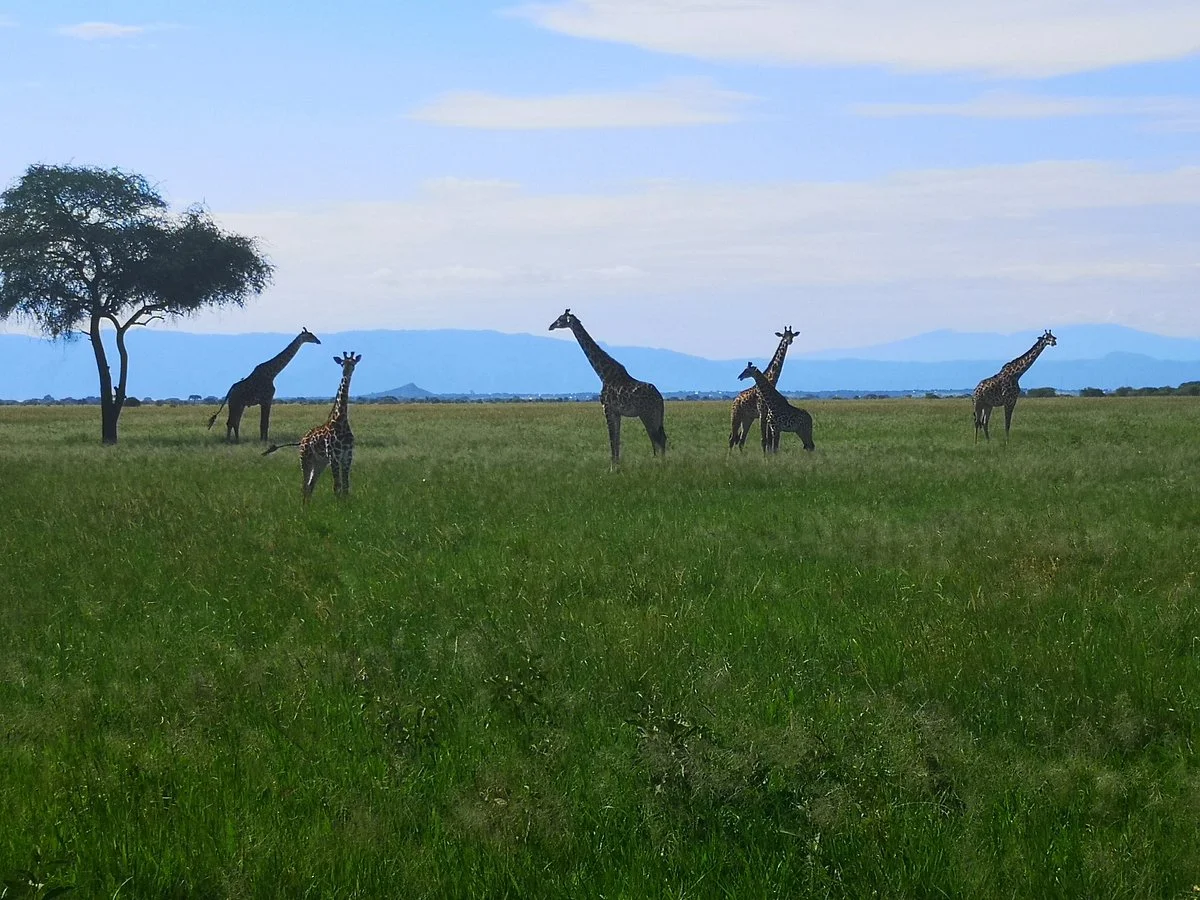 Serengeti Trips Tanzania