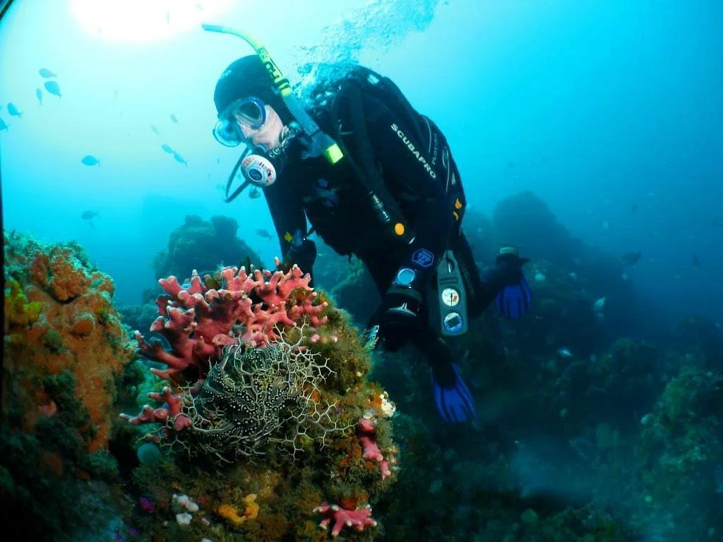 Pro Dive Centre