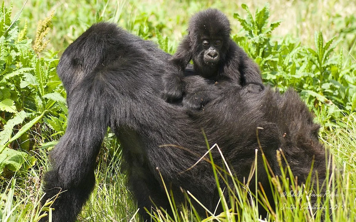 Intore Expeditions & Business Tours