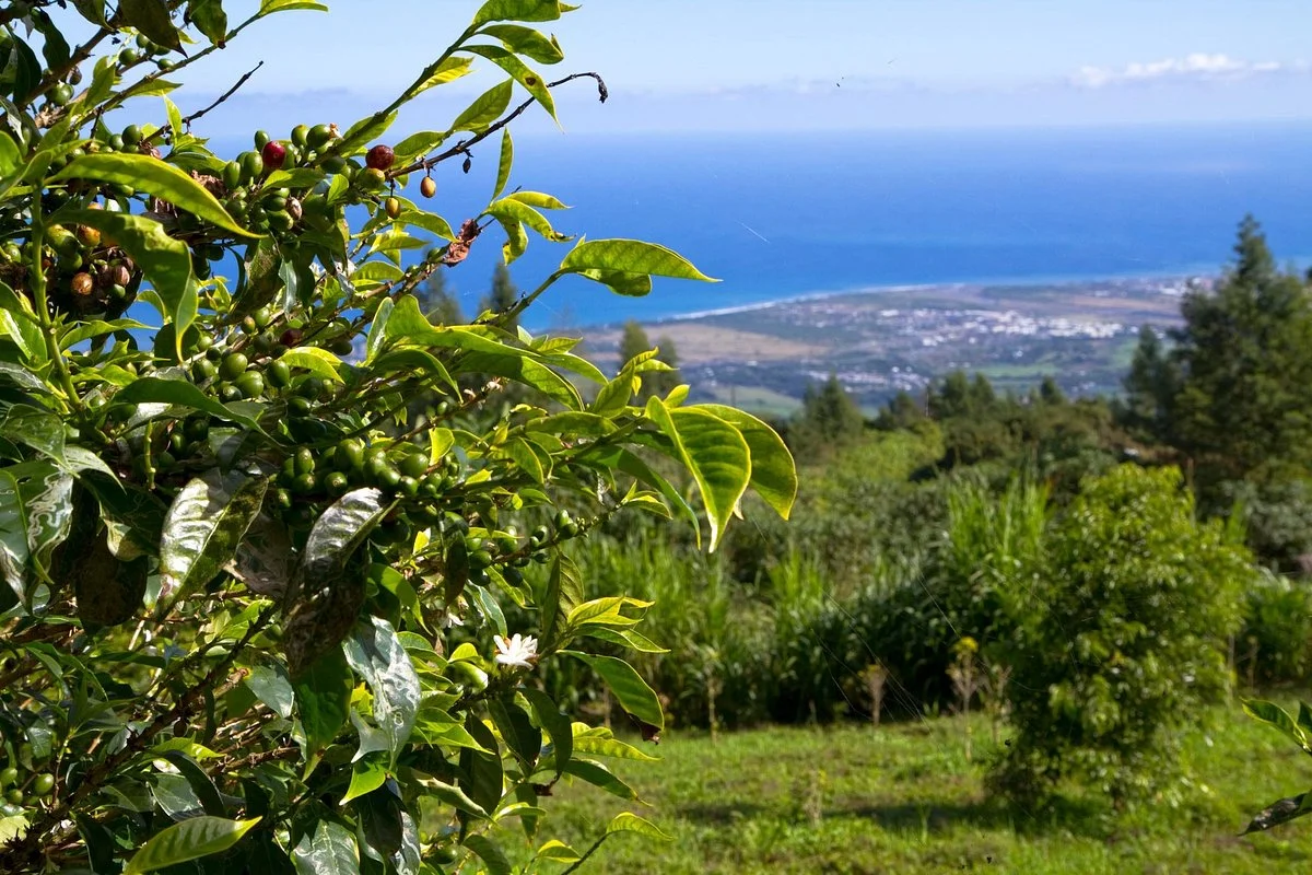 Domaine des Cafeiers