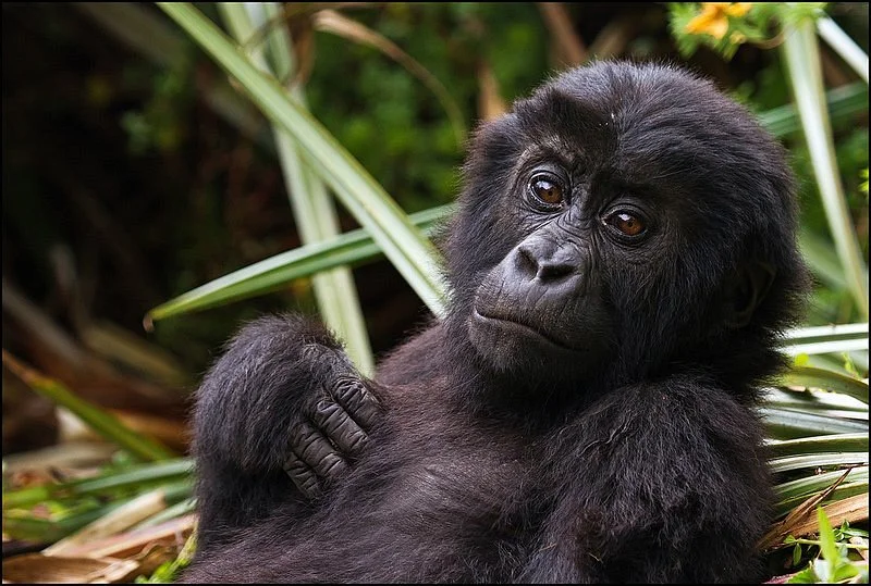 Treks 2 Rwanda