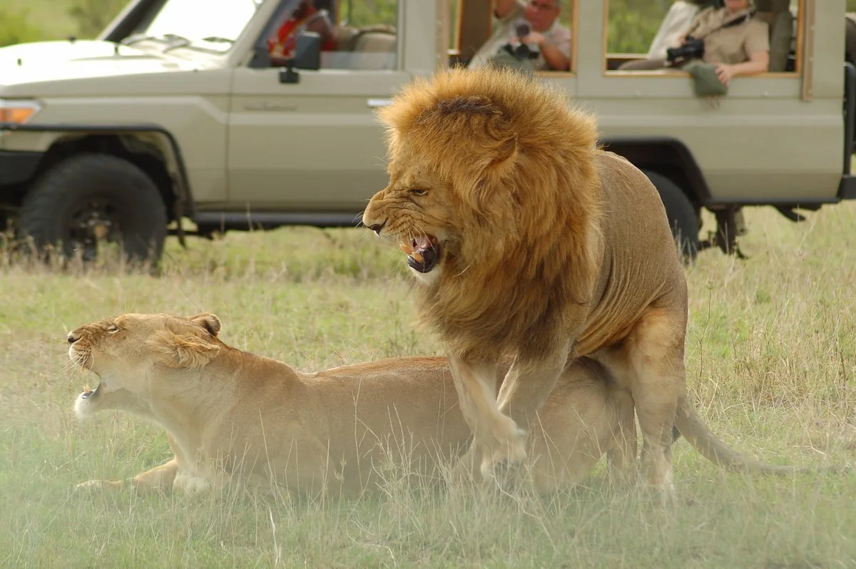 Bon Africa Tours & Safaris