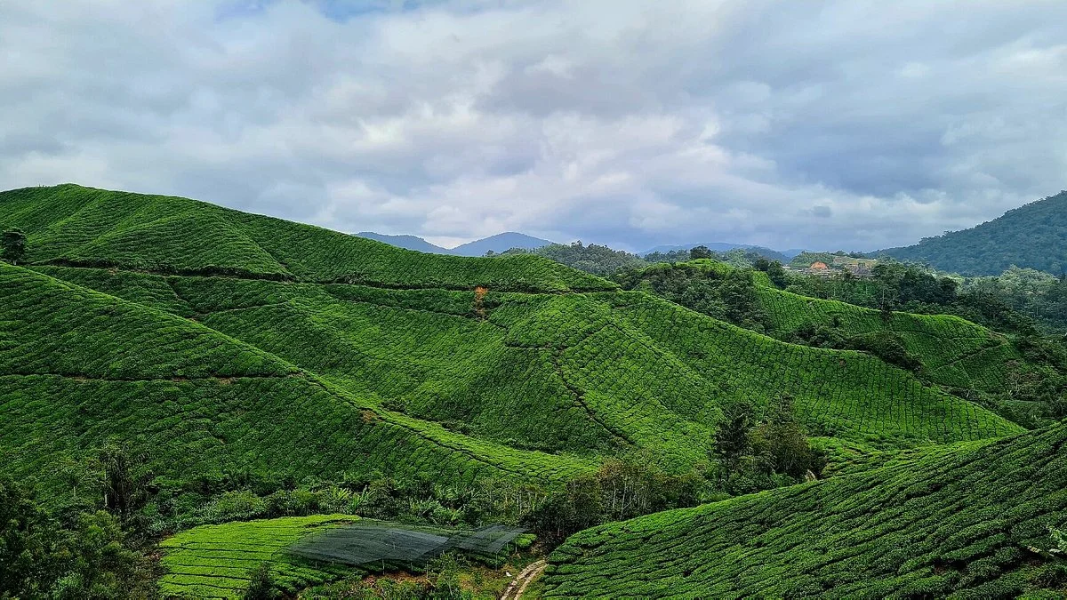 Cameron Highlands