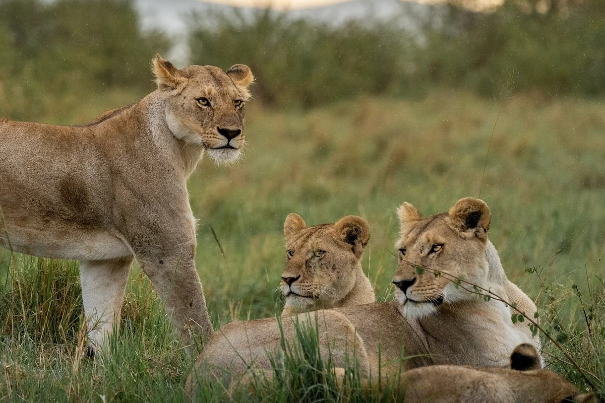 Kasaines Safaris