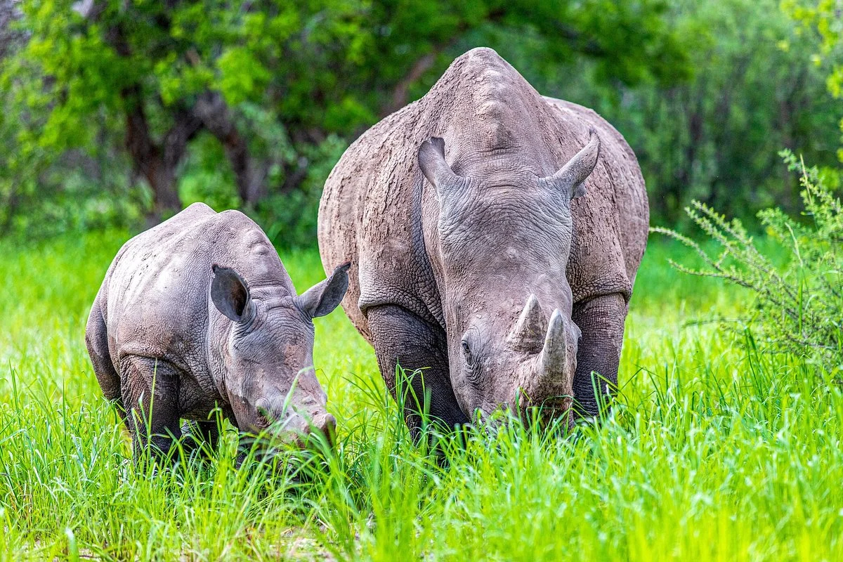 Amazing Kenya
