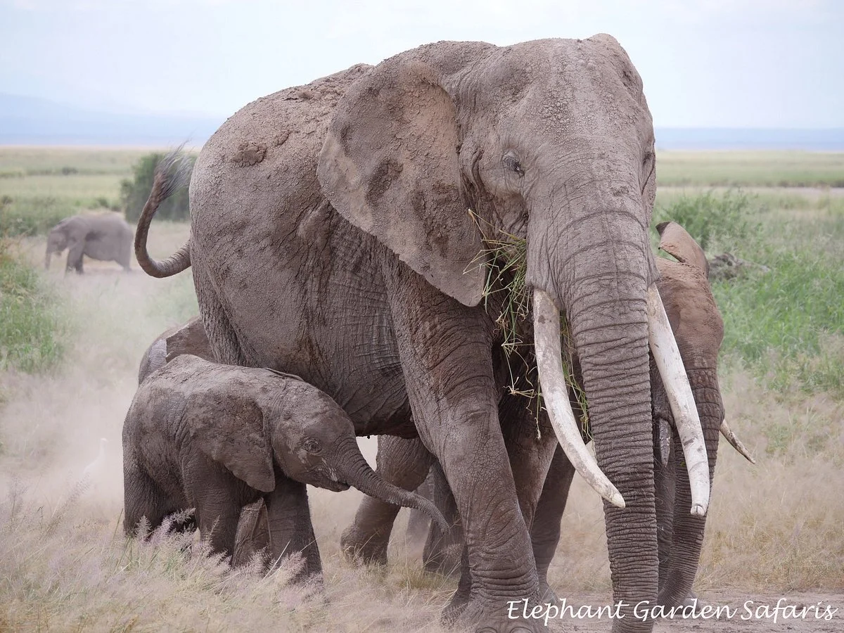 Elephant Garden Safaris