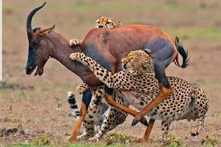 Afromasai Eastern Safaris