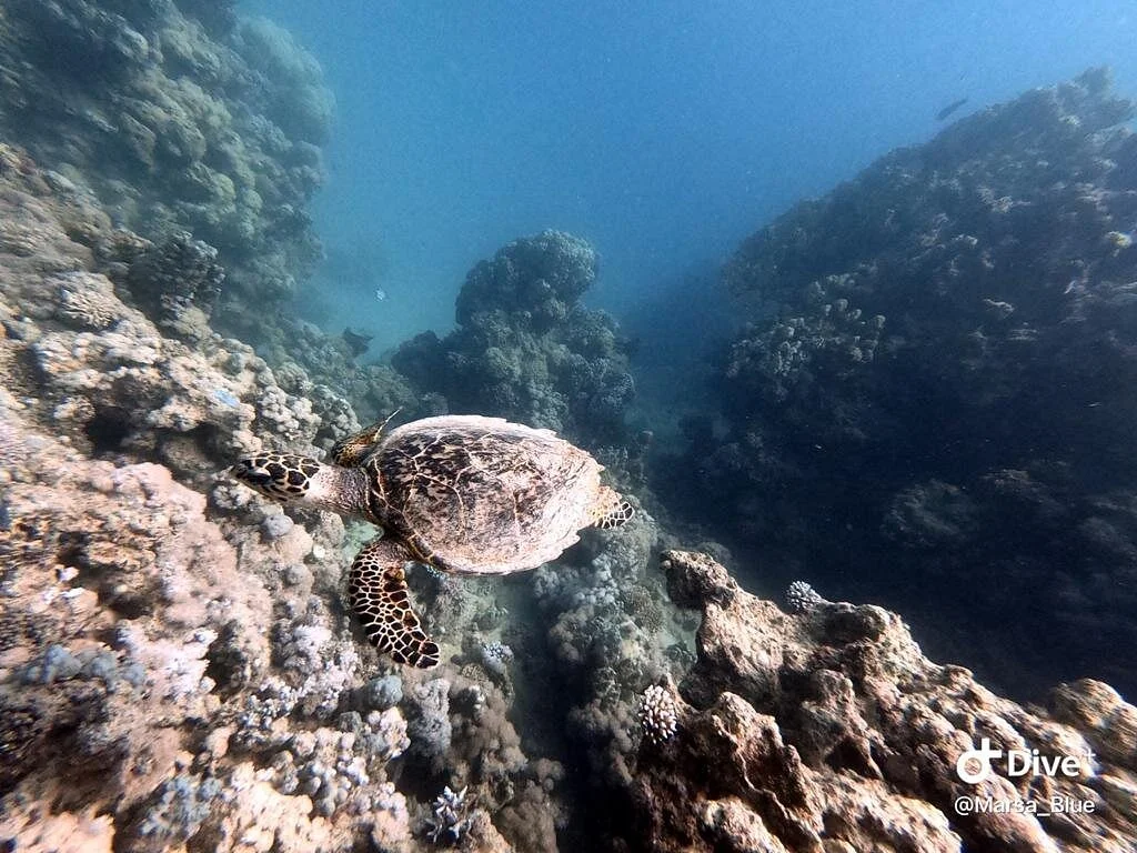 Marsa Blue