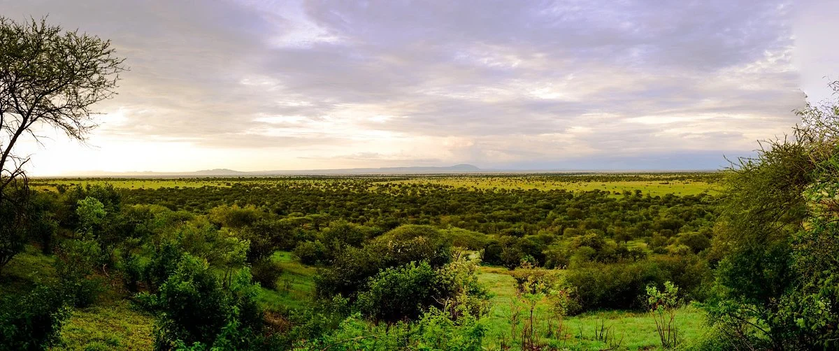 E&H Blessed Safaris