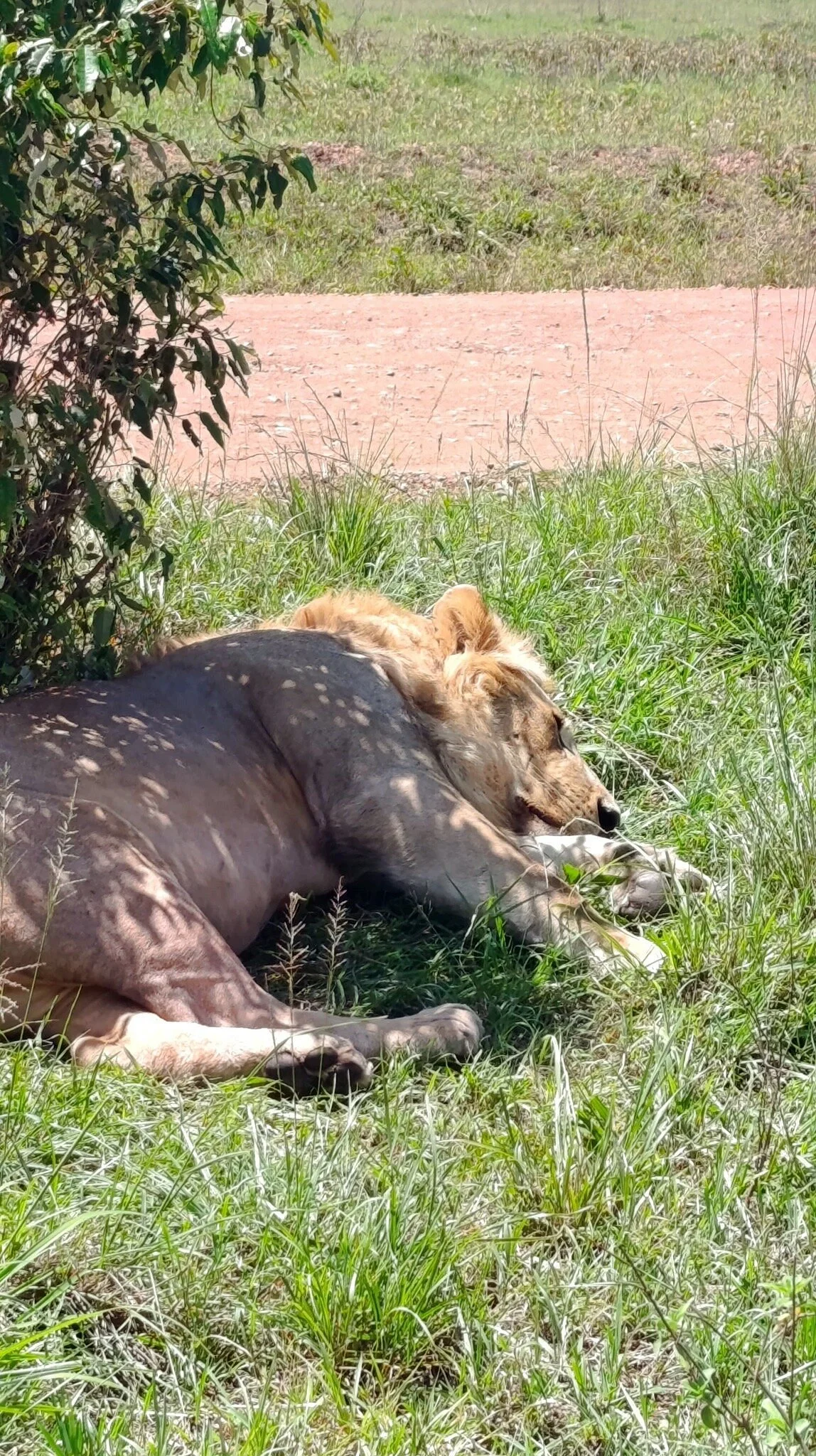 Masai Mara National Reserve