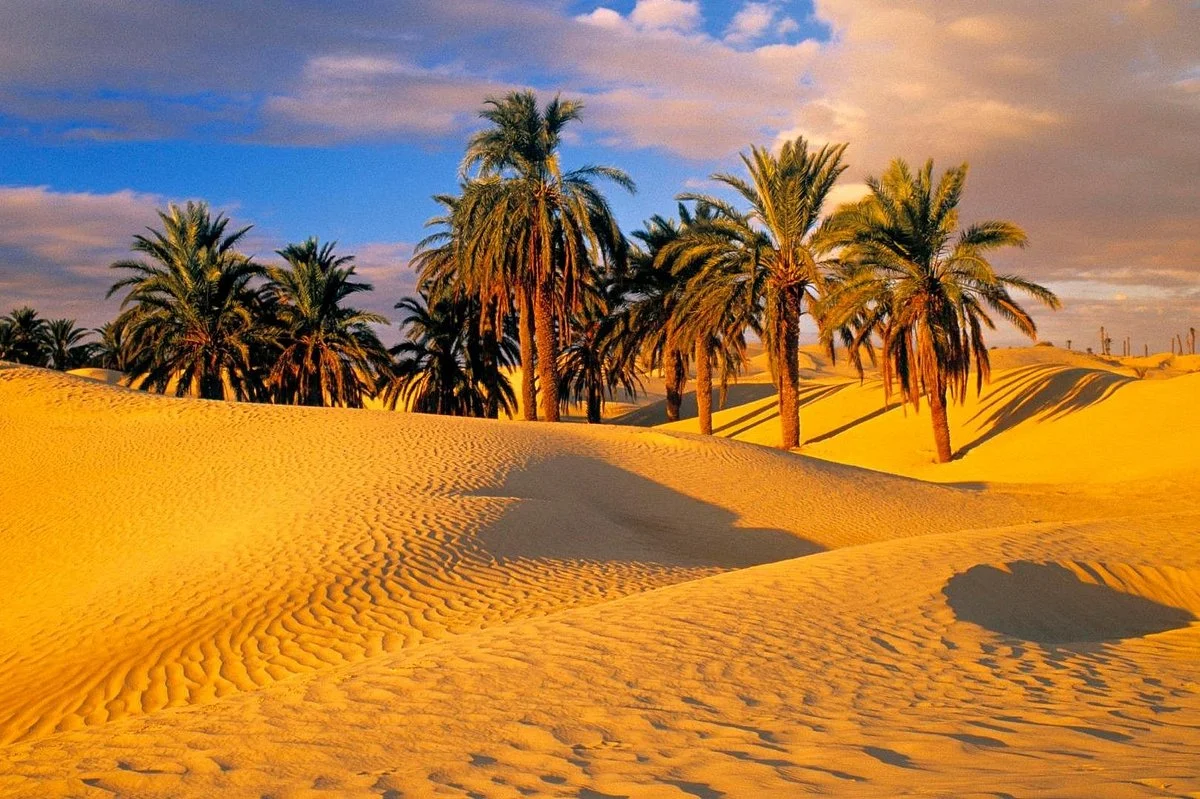 Desertica Tours