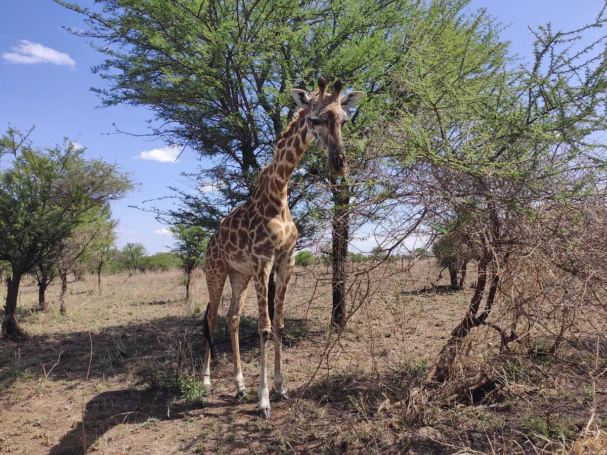 Tanzania Experts