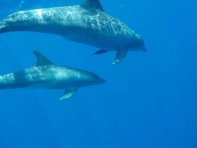 PDL Dolphin Safari