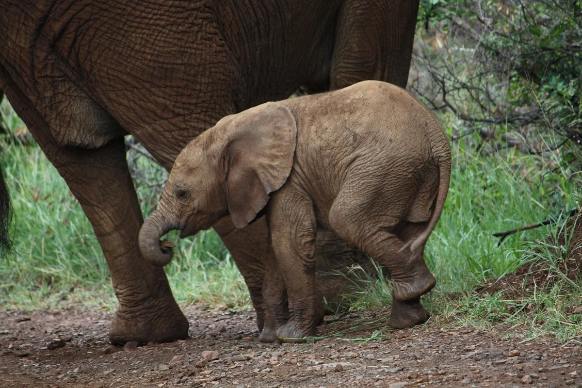 Addo Tours and Transfers
