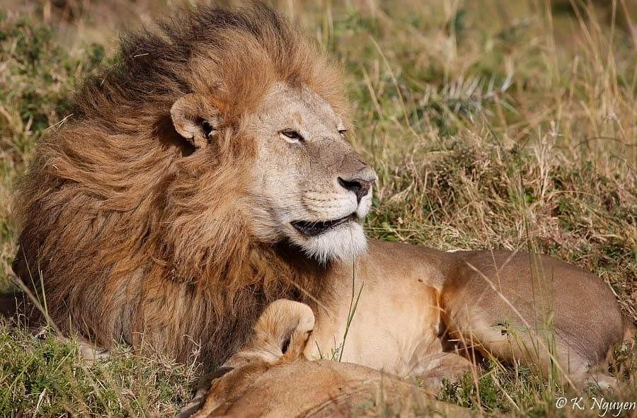 DENS OF AFRICA