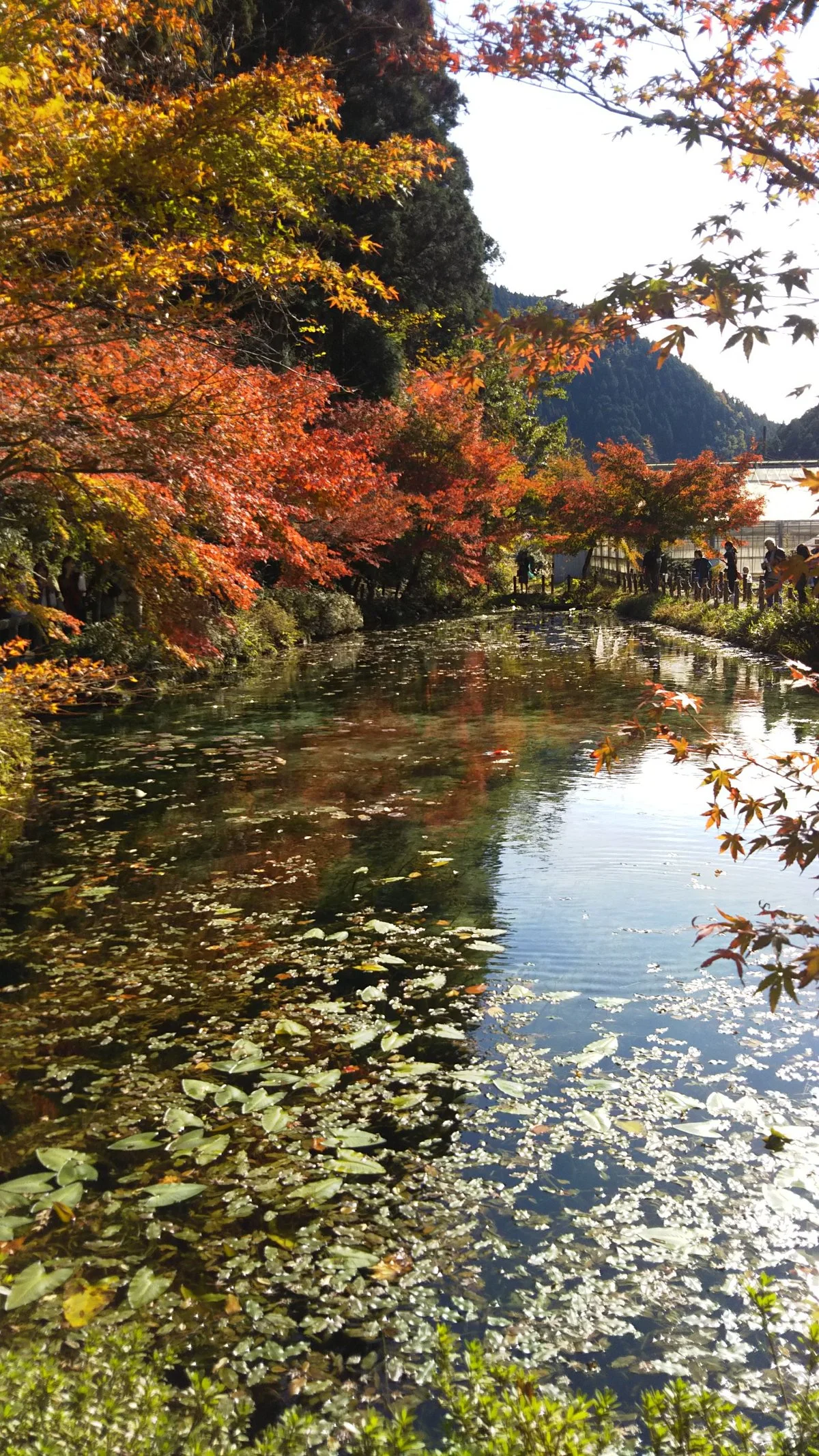 Monet’s Pond