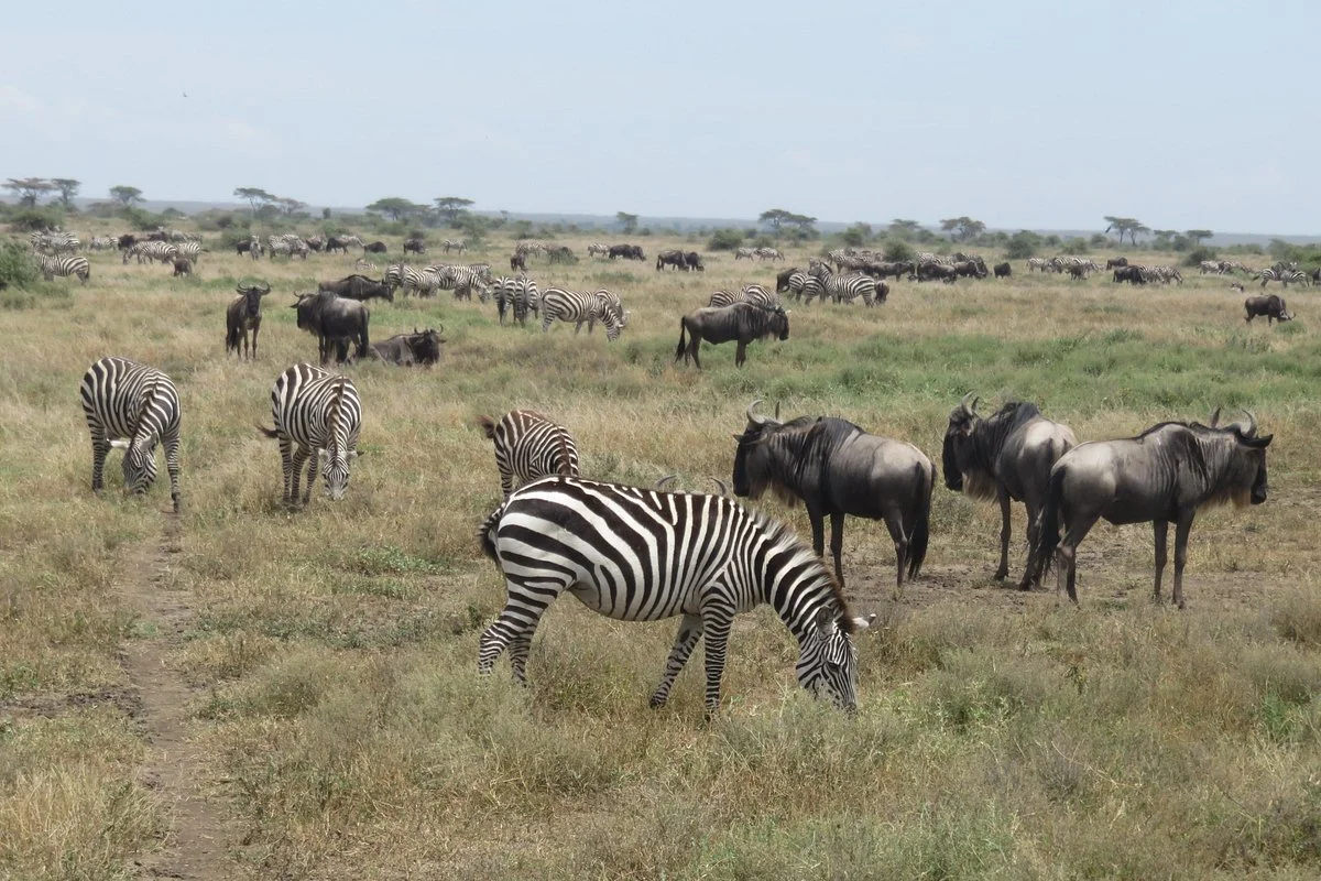Ndanda Tours Limited