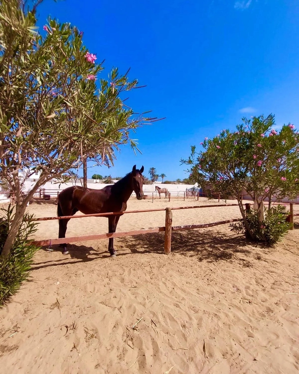 Mezraya Ranch