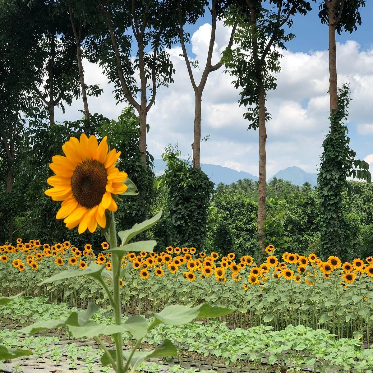 Sunshine Farm Philippines