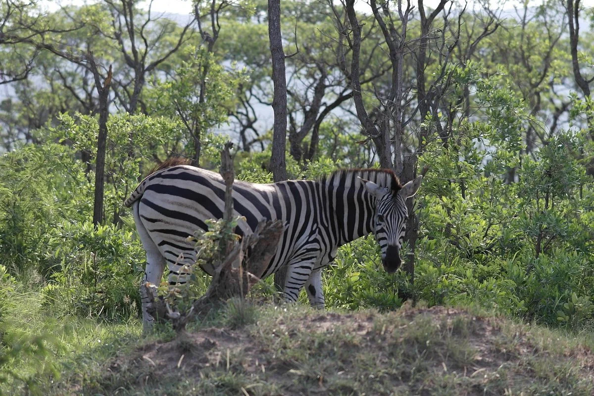 Echo Africa Safaris & Transfers - Day Tours