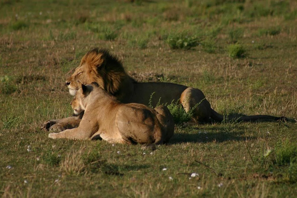 Katuta Kenya Safaris