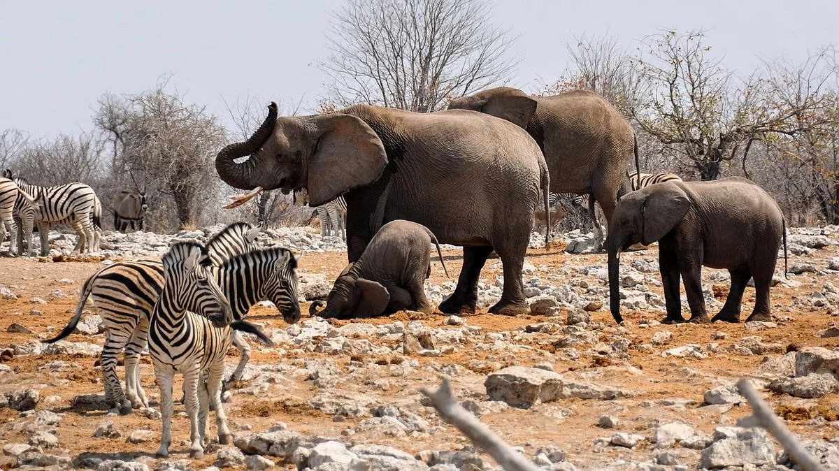 Tan Spirit Safari