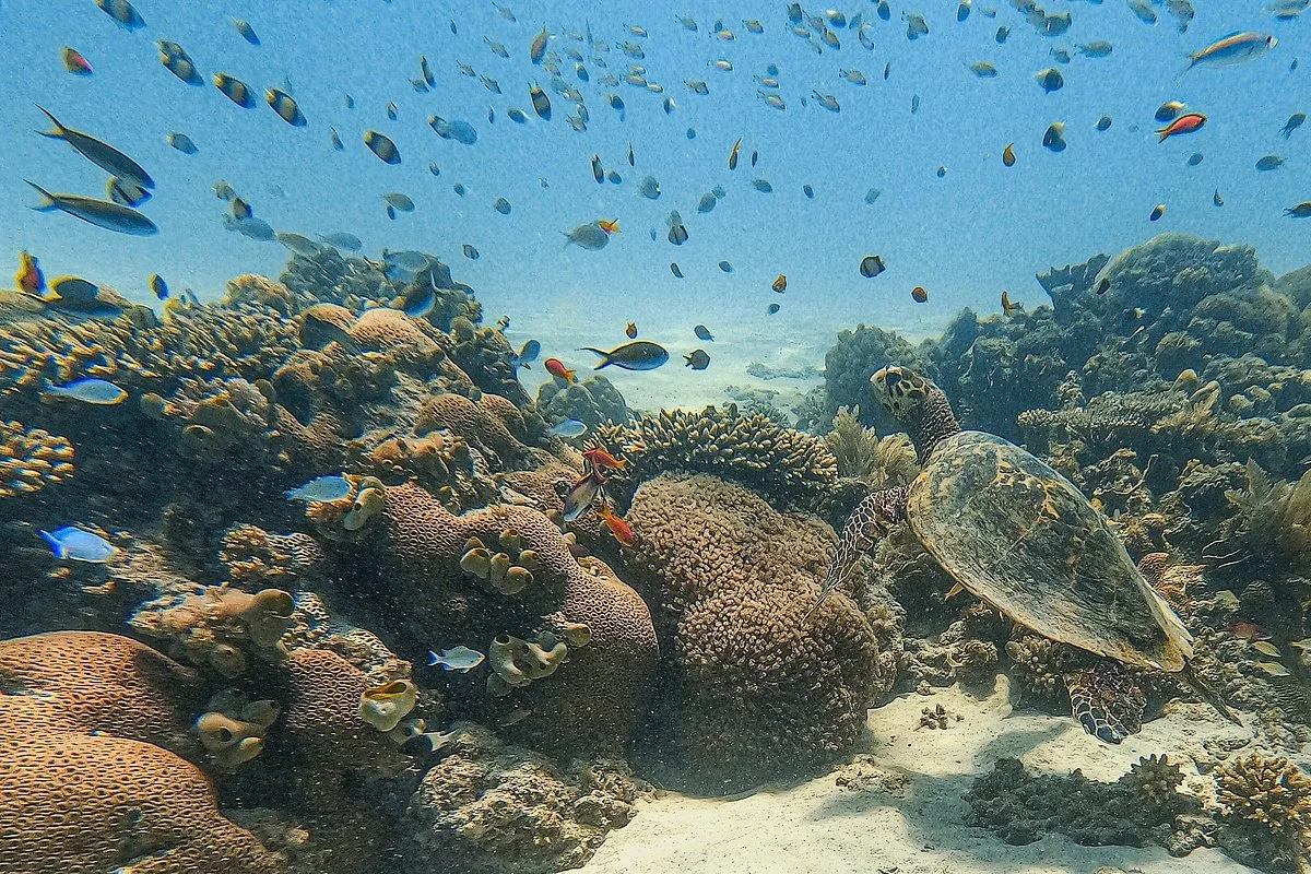 Kasa Divers