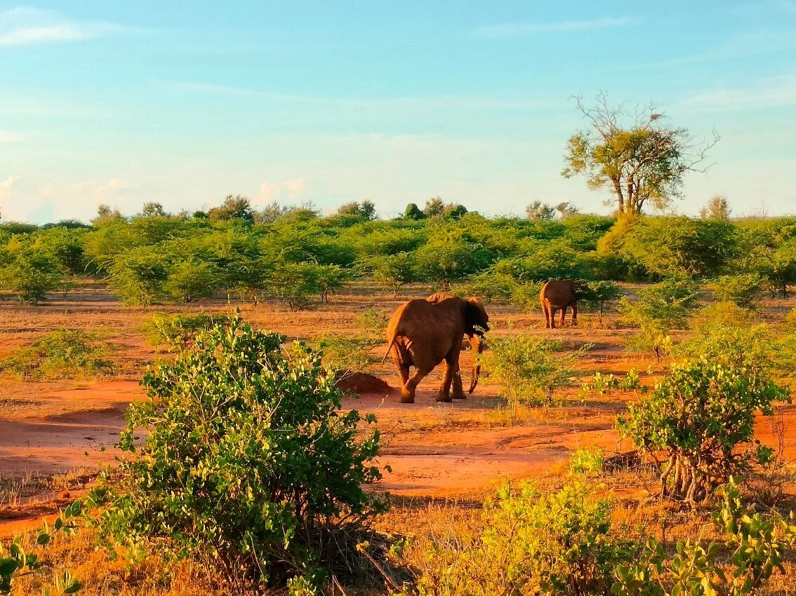 Safari Kenya Top - Private Day Tours