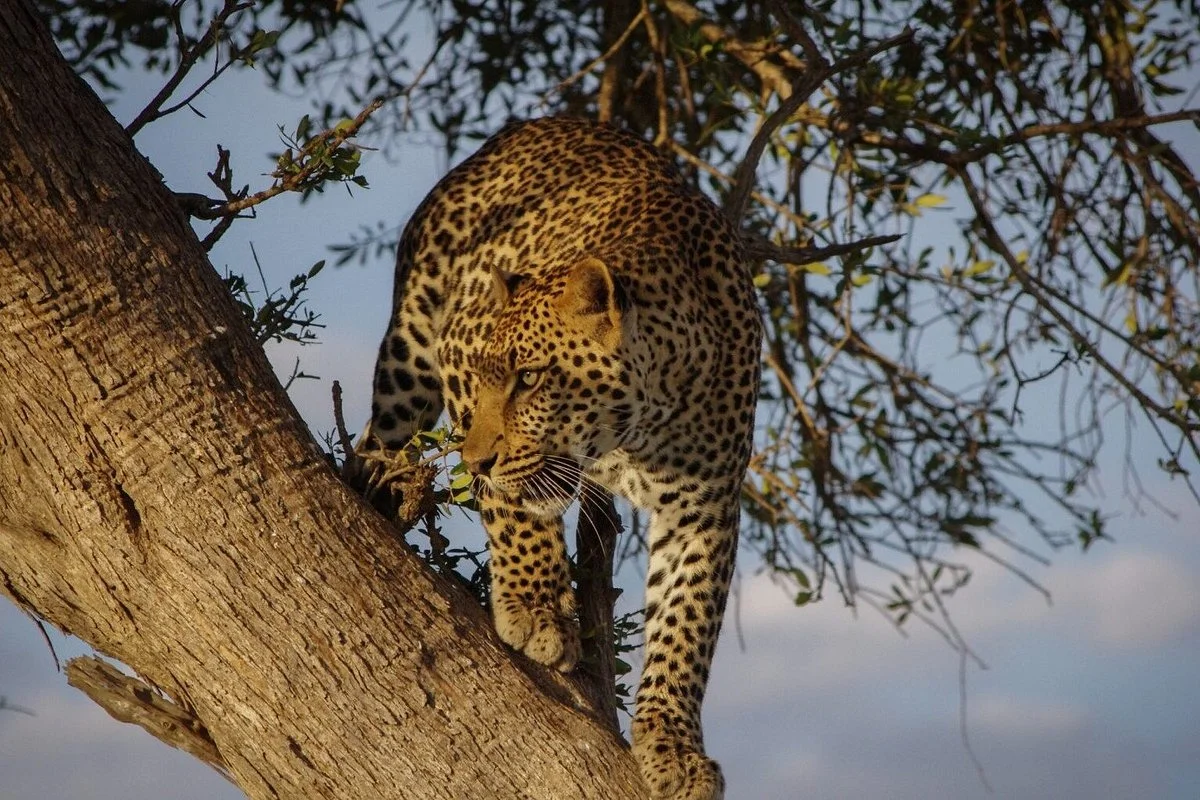Bajuta Travels & Tours